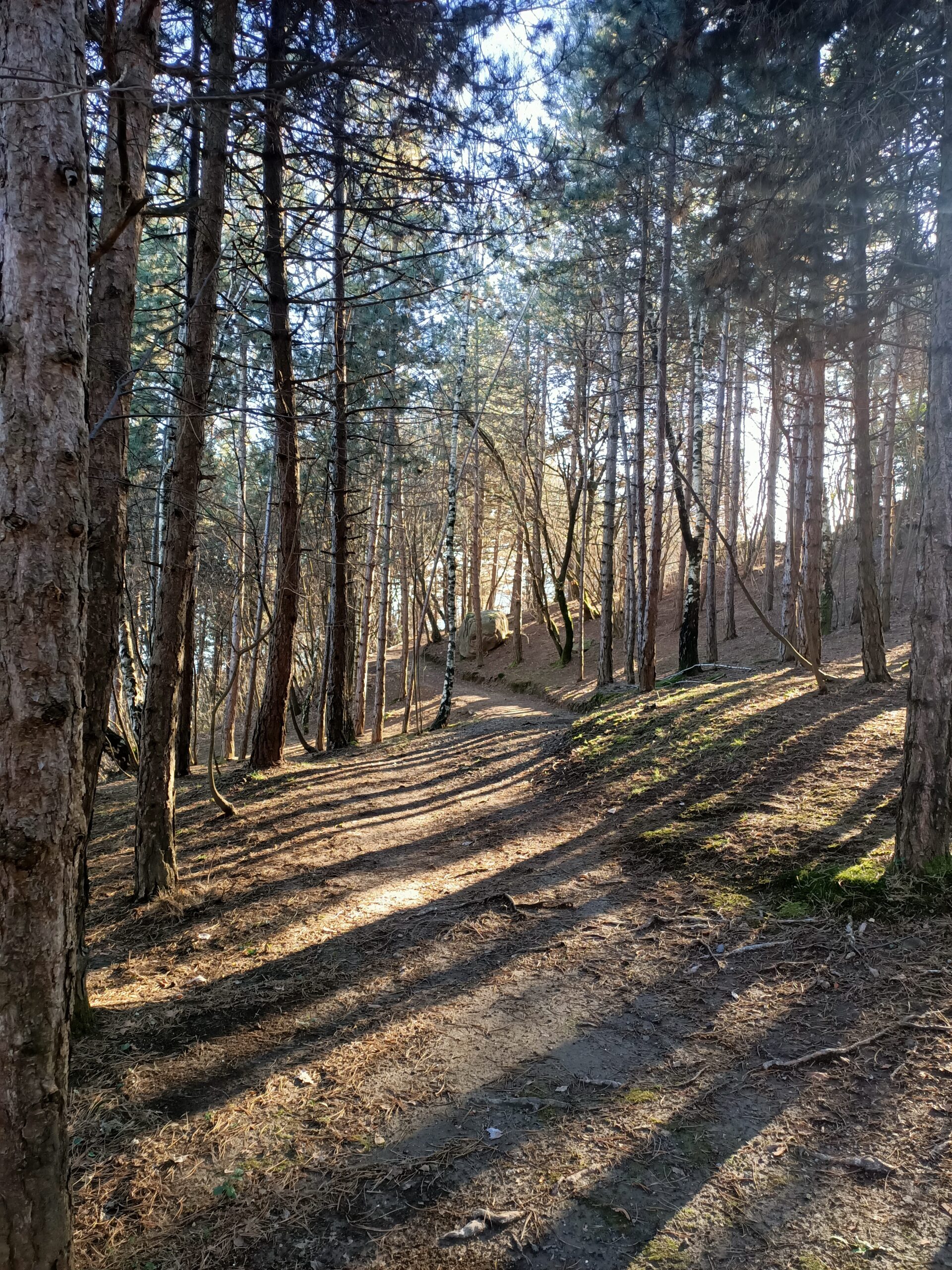 forest bathing