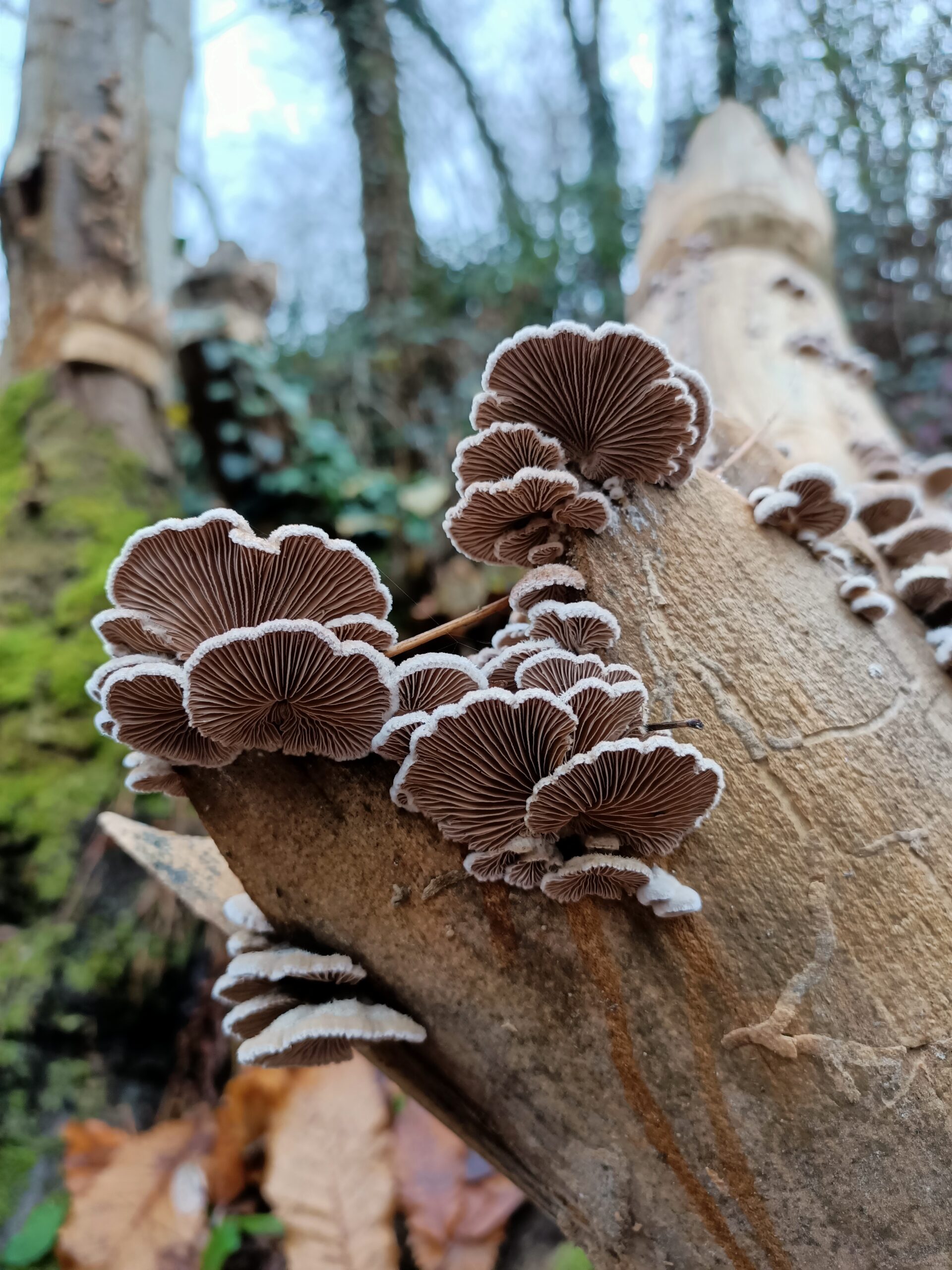 Schizophyllum commune