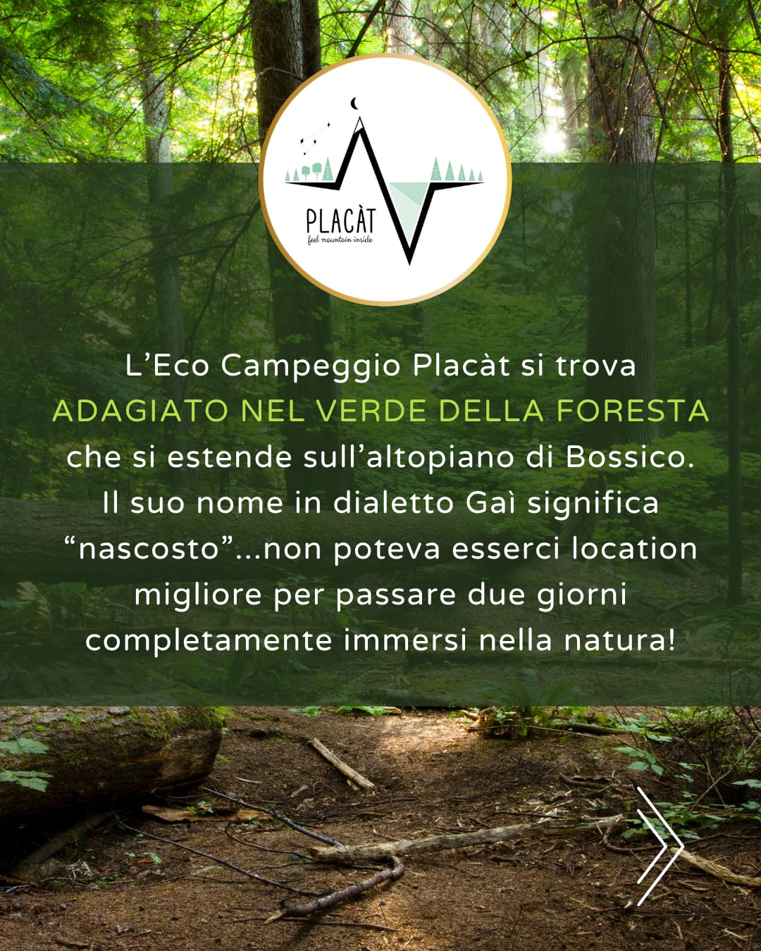 erbe selvatiche valcamonica